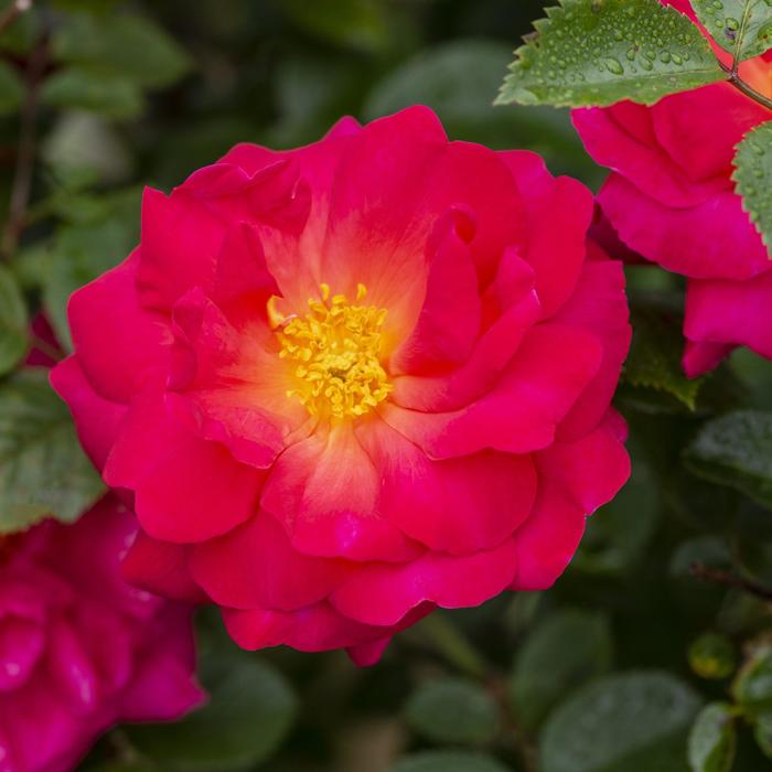 Highwire Fire™ Climbing Rose - Rosa 