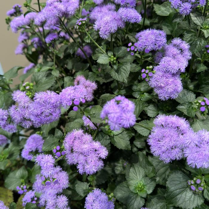 Monarch Magic™ Floss Flower - Ageratum houstonianum