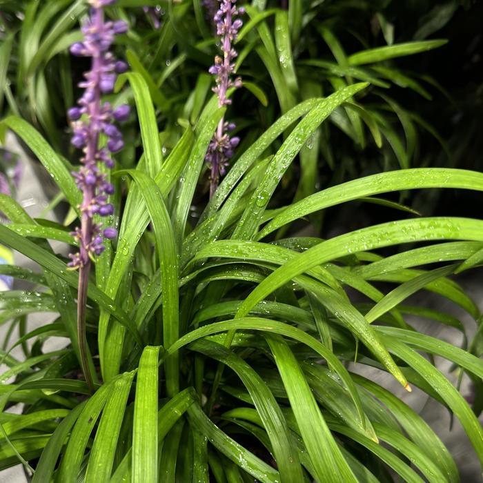 'Royal Purple' Lilyturf - Liriope muscari