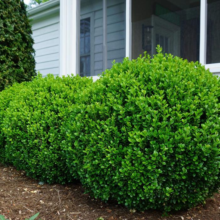 'NewGen Freedom®' Boxwood - Buxus 