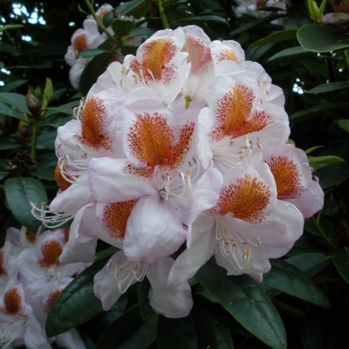 'Mrs. T.H. Lowinsky' - Rhododendron 