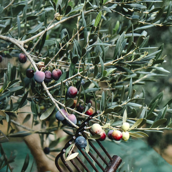 'Arbequina' Olive - Olea europaea