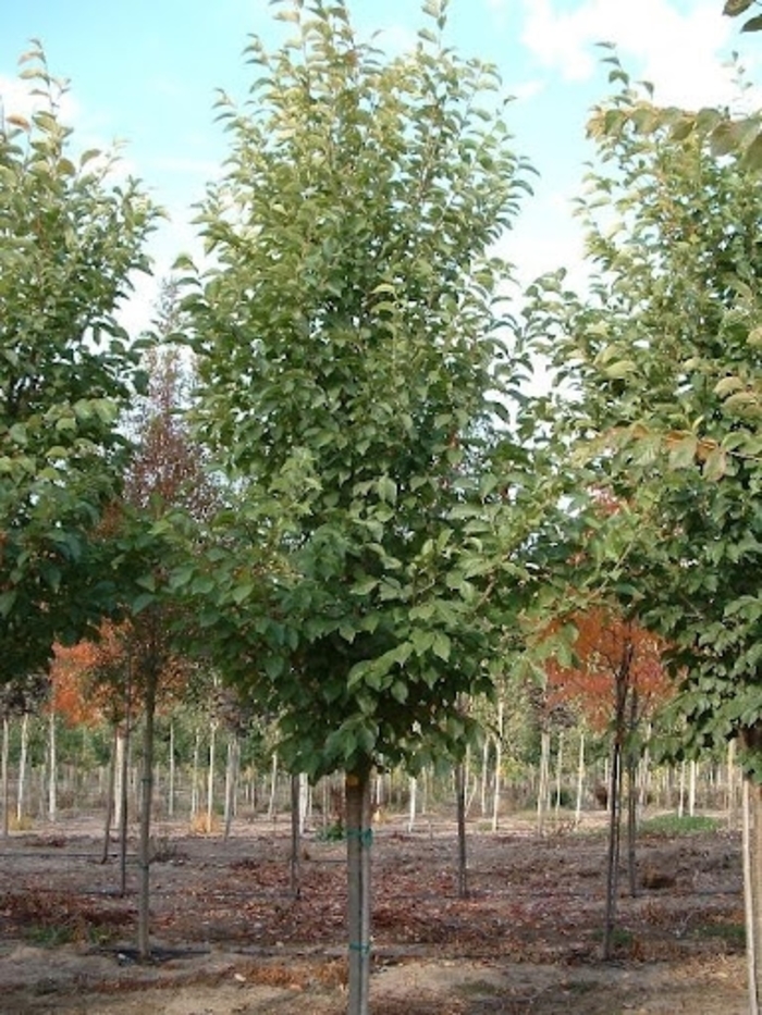 'New Horizon' Elm - Ulmus 