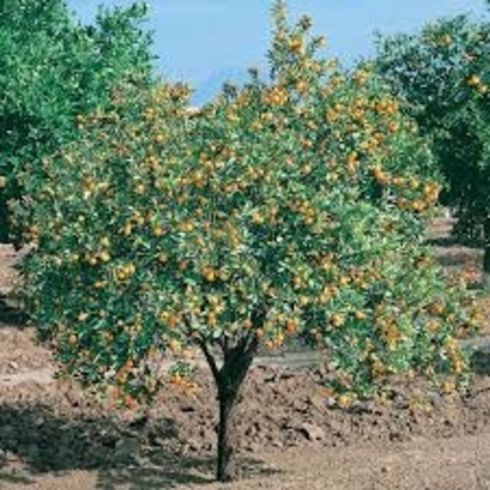 'Meiwa' Kumquat - Fortunella crassifolia