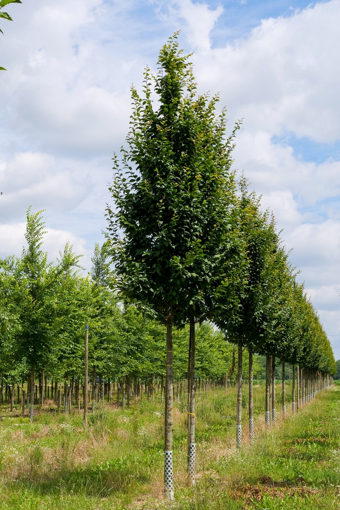 'Lucas' Pyramidal Hornbeam - Carpinus betulus