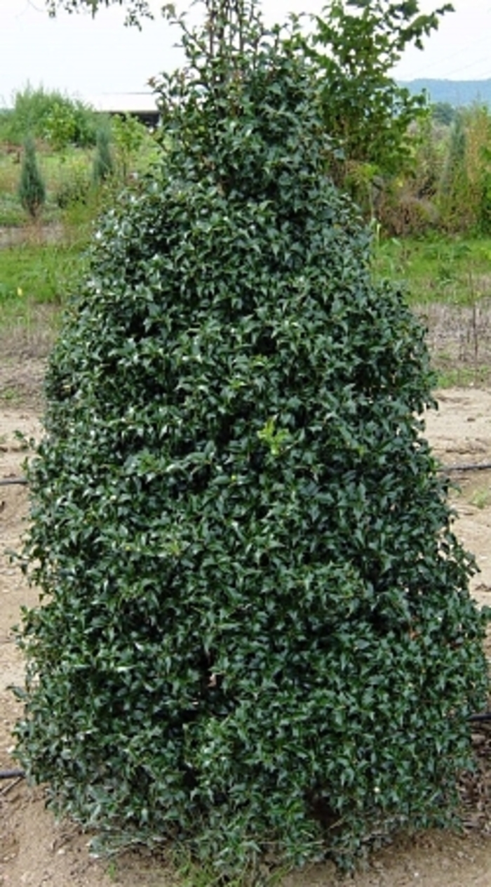 'Dragon Slayer' Holly - Ilex 