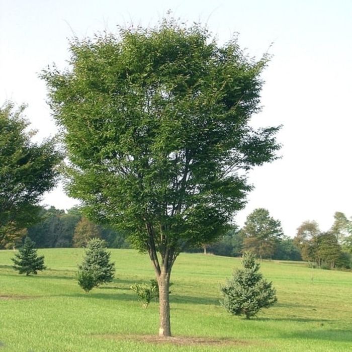 'Green Vase' Japanese Zelkova - Zelkova serrata