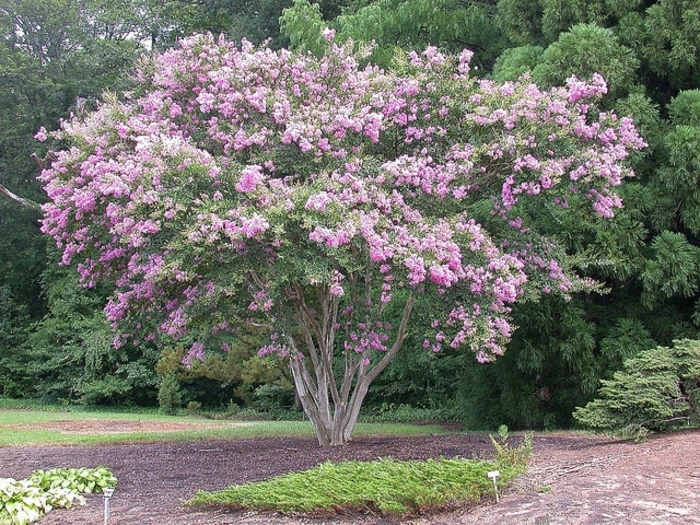 'Lipan' Crapemyrtle - Lagerstroemia 