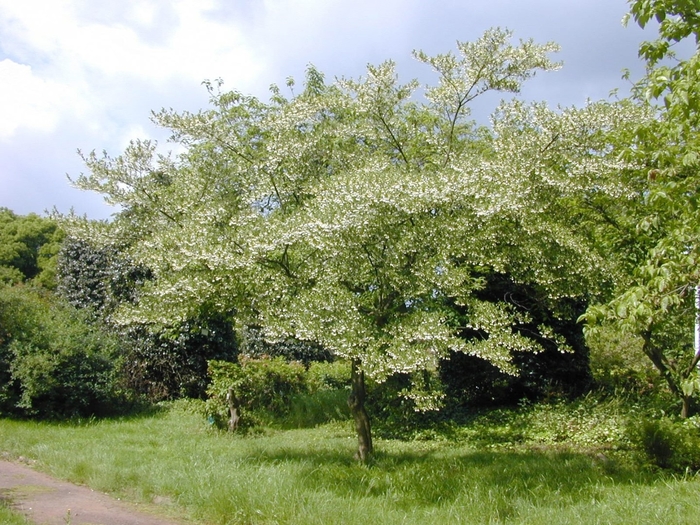 Japanese Snowbell - Styrax japonica