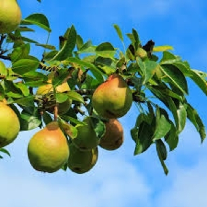 'Moonglow' Pear - Pyrus communis