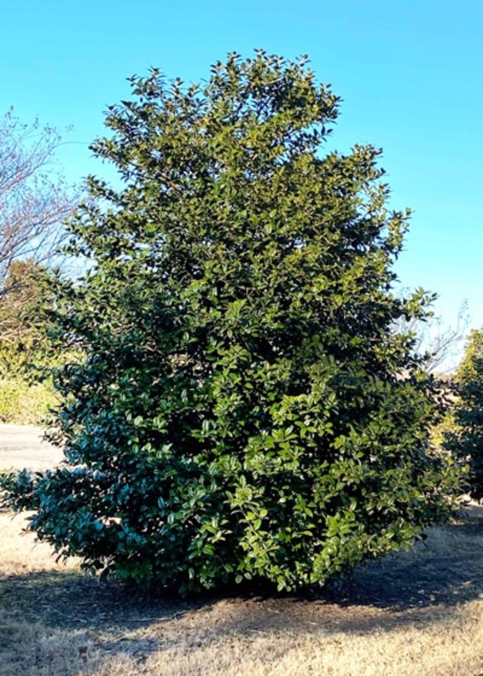 'Mary Nell' Holly - Ilex 