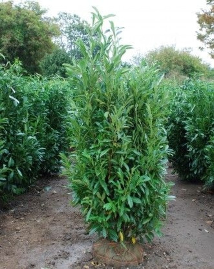 Skinny Skip® Cherry Laurel - Prunus laurocerasus