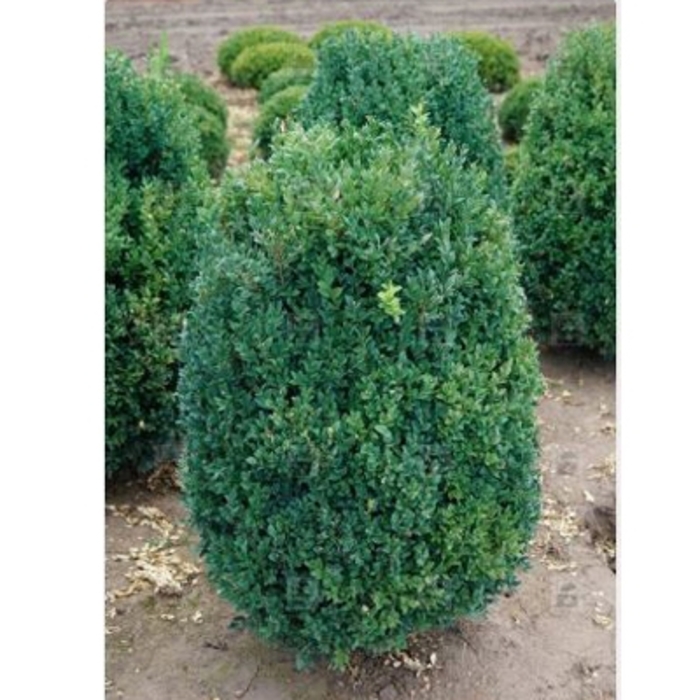 'Julia Jane' Boxwood - Buxus microphylla