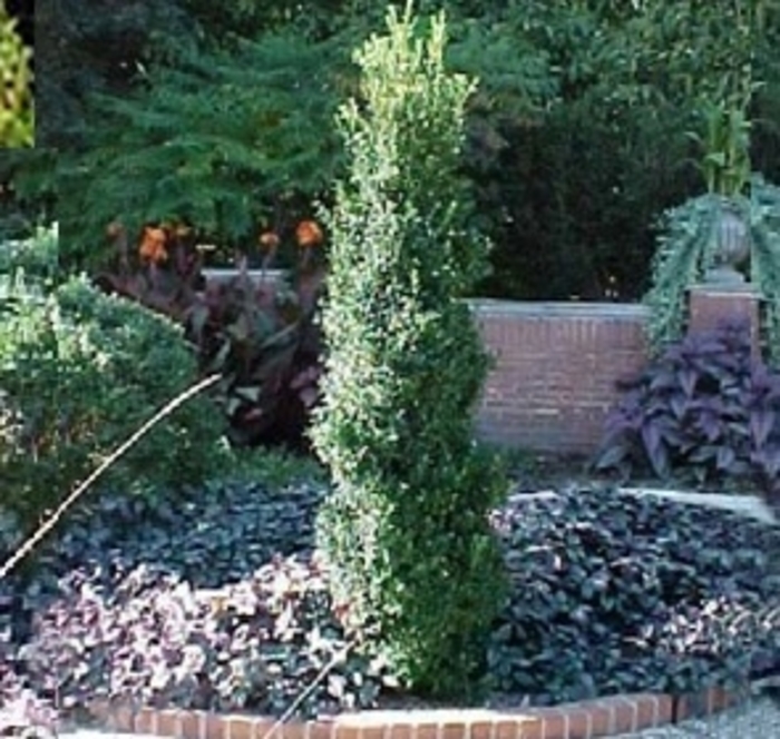 'Fastigiata' Boxwood - Buxus sempervirens