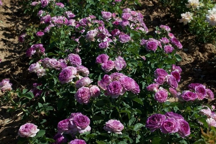 'Lavender Crush' Rose - Rosa 