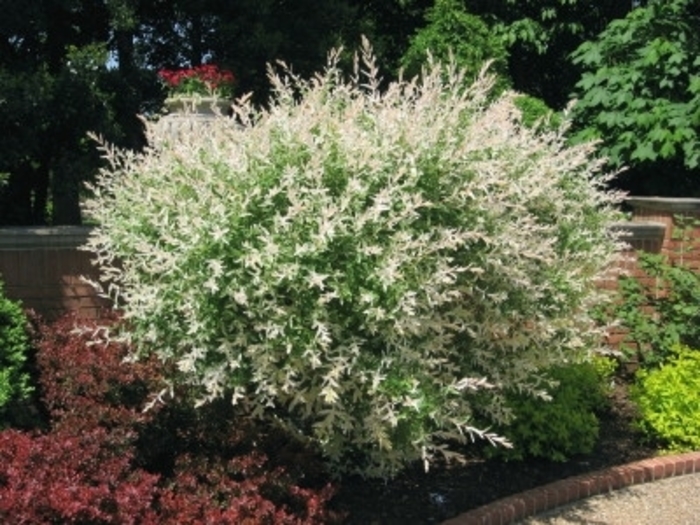 'Hakuro-Nishiki' Dappled Willow - Salix integra