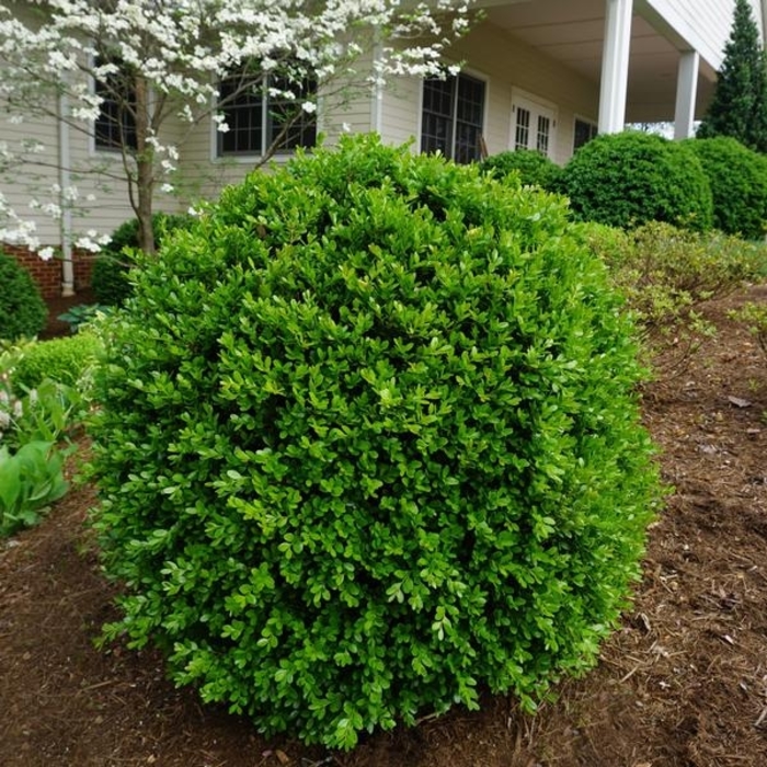 'Jim Stauffer' Boxwood - Buxus microphylla var. japonica