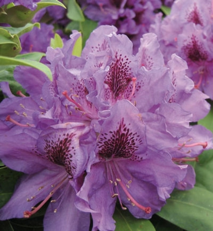 'Purpureum Elegans' - Rhododendron catawbiense