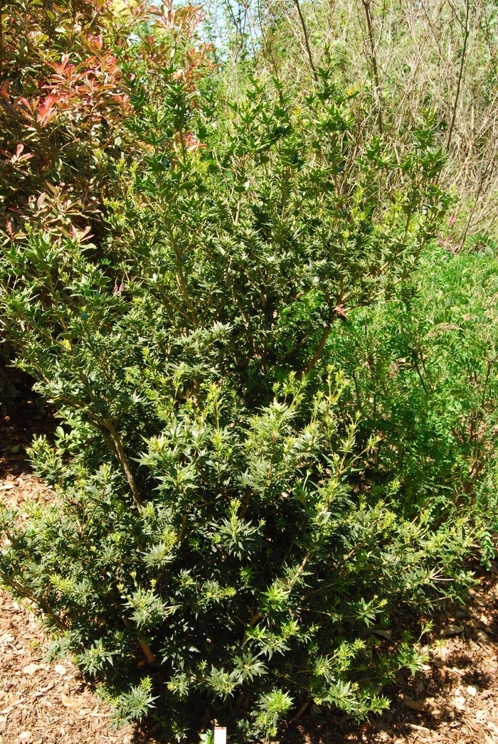 'Fastigiata' False Holly - Osmanthus heterophyllus