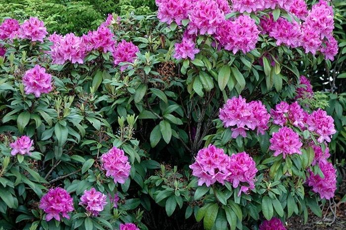 'Anah Kruschke' - Rhododendron catawbiense