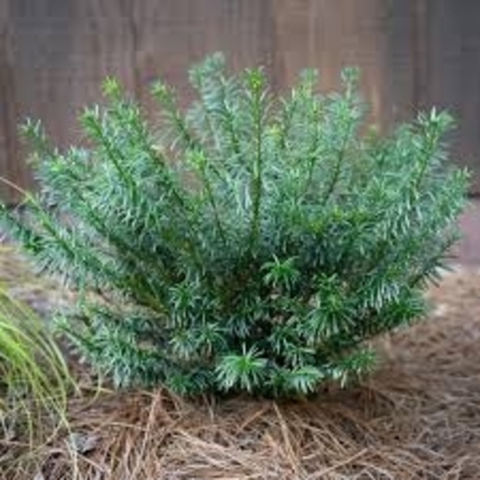 'Duke Gardens' Japanese Plum Yew - Cephalotaxus harringtonia