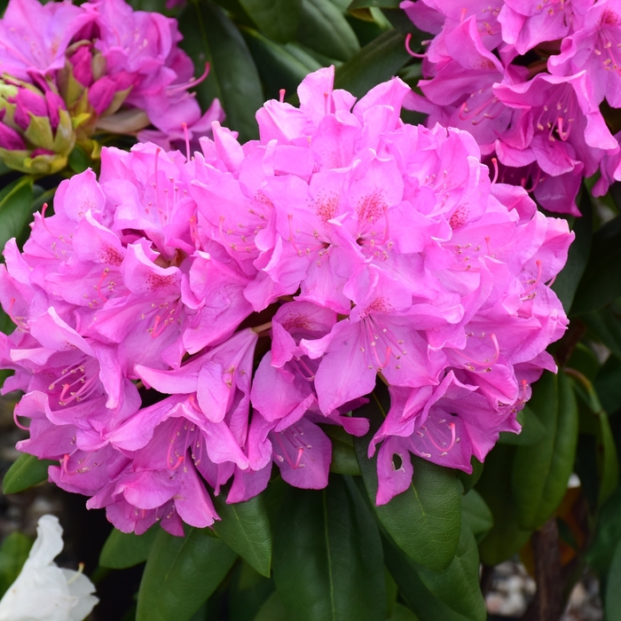 'Roseum Pink' - Rhododendron catawbiense