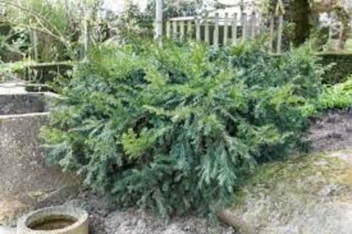 'Repandens' Yew - Taxus baccata