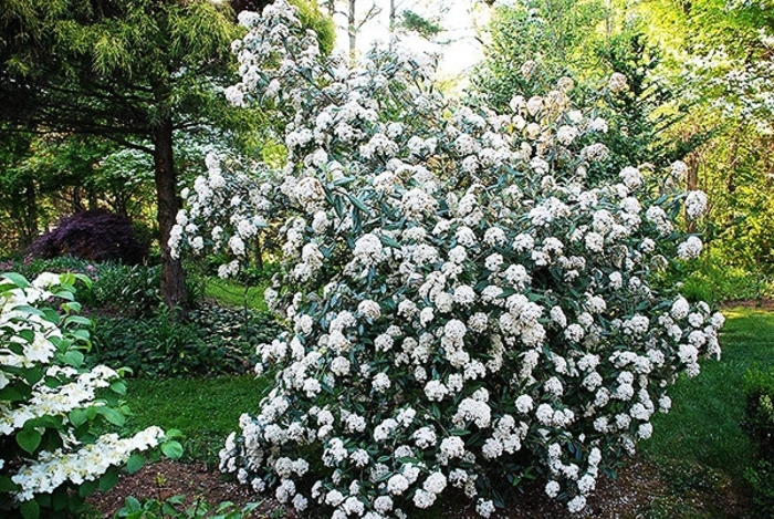 'Decker' Prague Viburnum - Viburnum pragense