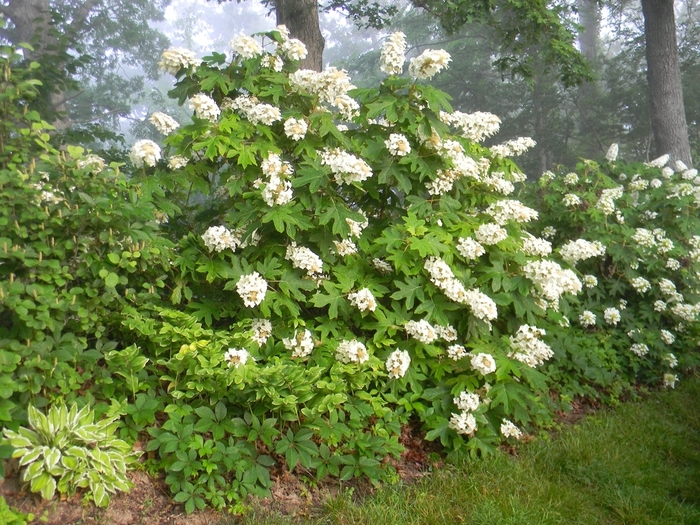 'Alice N' Wonderland' Oakleaf Hydrangea - Hydrangea quercifolia