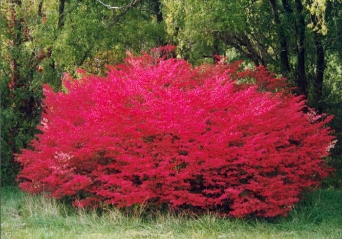 'Cole's Compact' Burning Bush - Euonymus alatus