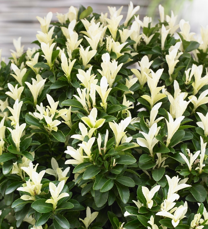 Paloma Blanca - Euonymus japonicus