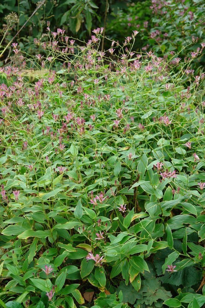 'Samurai' Toad Lily - Tricyrtis formosana