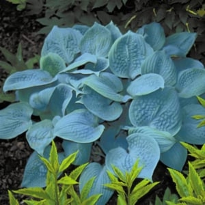 'Fragrant Blue' Plantain Lily, Hosta - Hosta 