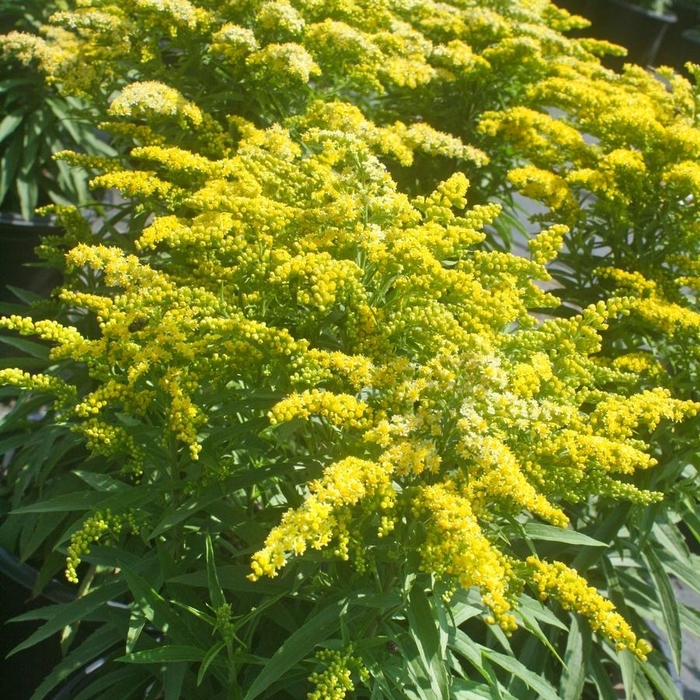 'Sweety' Goldenrod - Solidago 