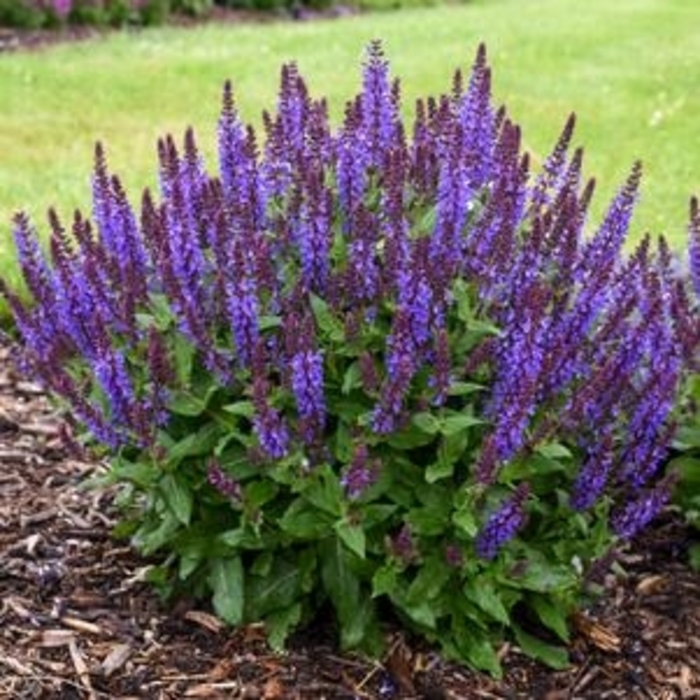 Sallyrosa™ 'April Night' - Salvia (Meadow Sage)