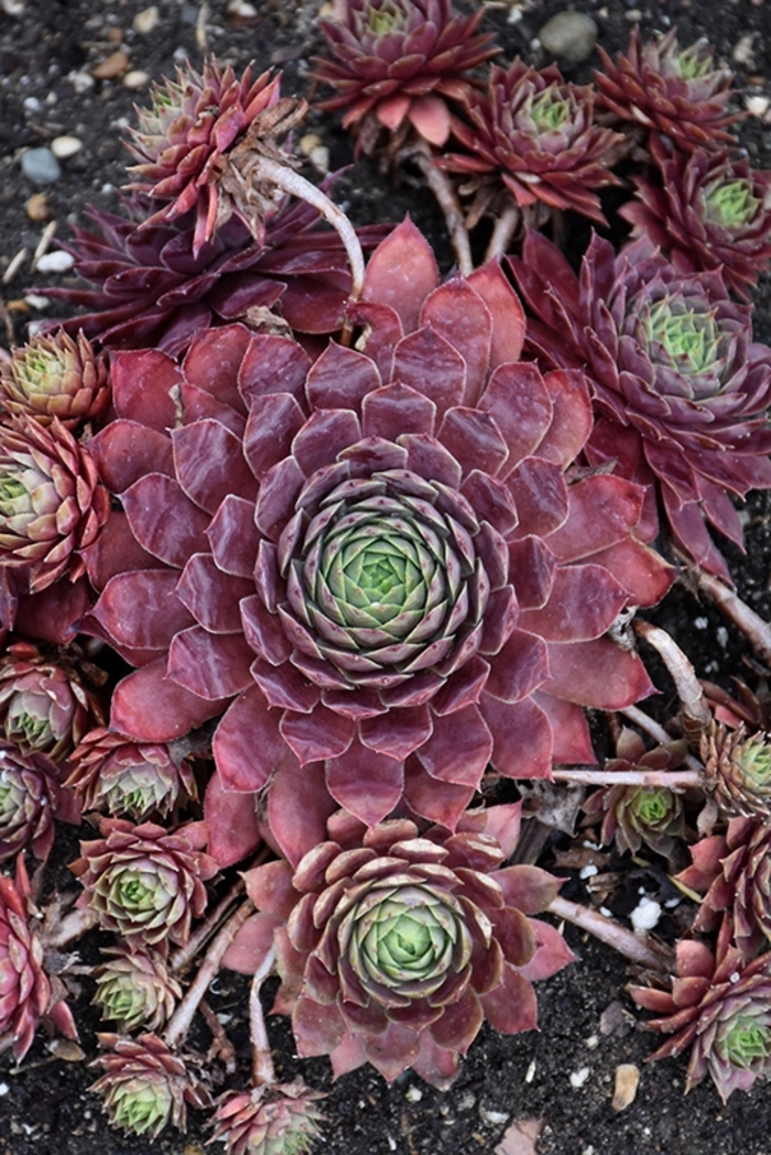 'Peggy' Hens and Chicks - Sempervivum 