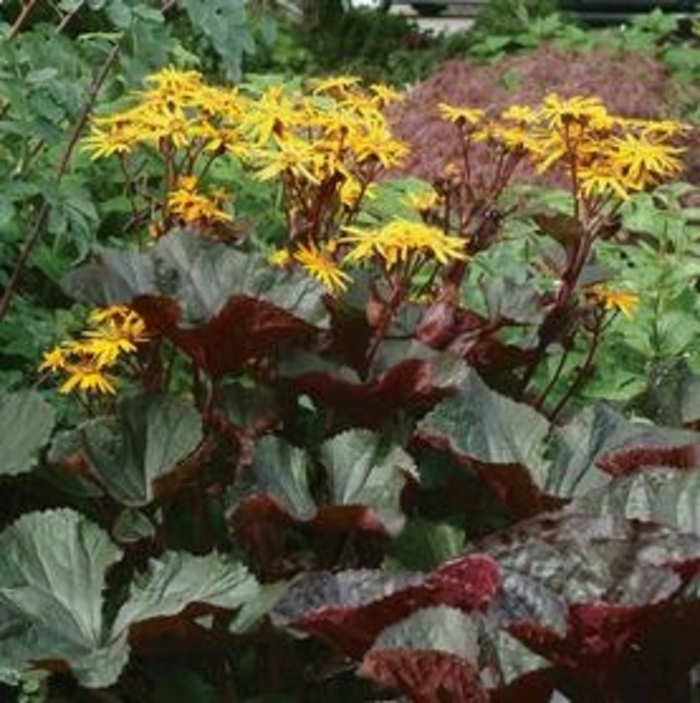 'Pandora' - Ligularia dentata