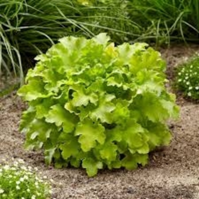 'Guacamole' Coral Bell - Heuchera 