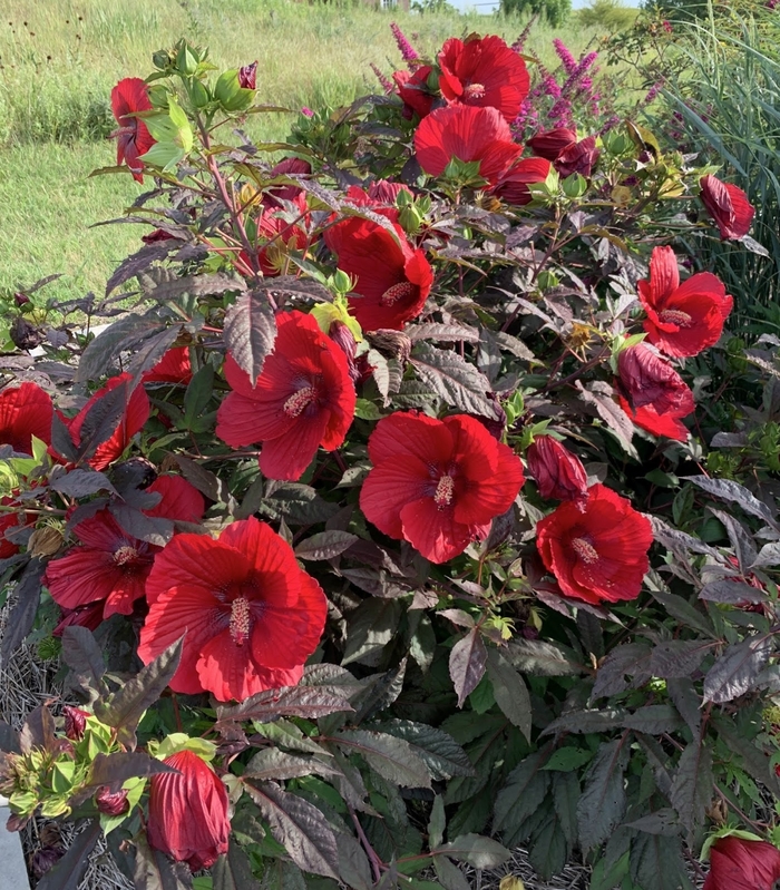 Honeymoon™ 'Deep Red' - Hibiscus moscheutos (Rose Mallow)