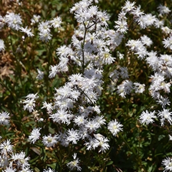 'Petite Henri' Campion - Lychnis flos-cuculi