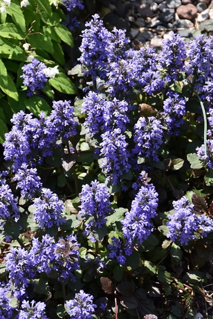 'Gaiety' Bugleweed - Ajuga reptans