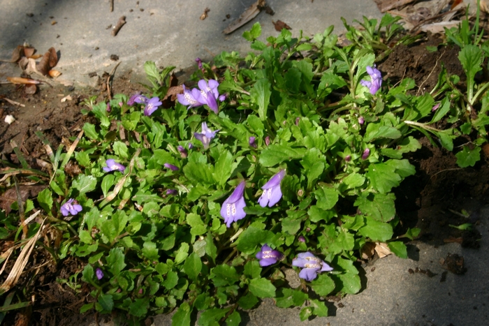 Mazus - Mazus reptans