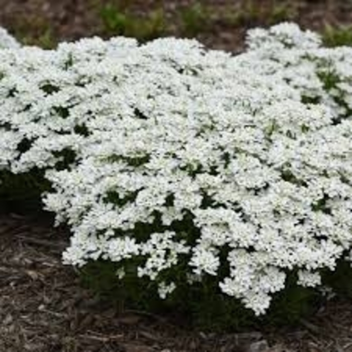 'Snow Flurries' Candytuft - Iberis sempervirens