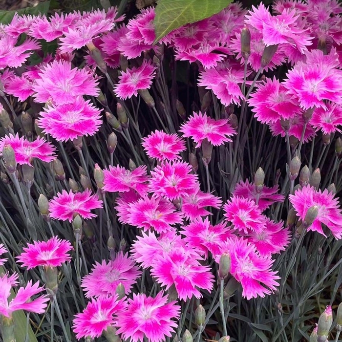 Everbloom™ 'Watermelon Ice' - Dianthus (Border Pinks)