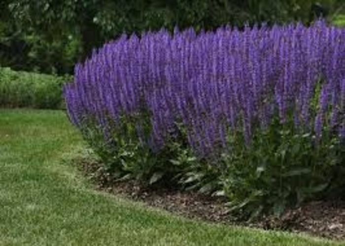 Apex™ 'Blue' - Salvia nemorosa (Sage)