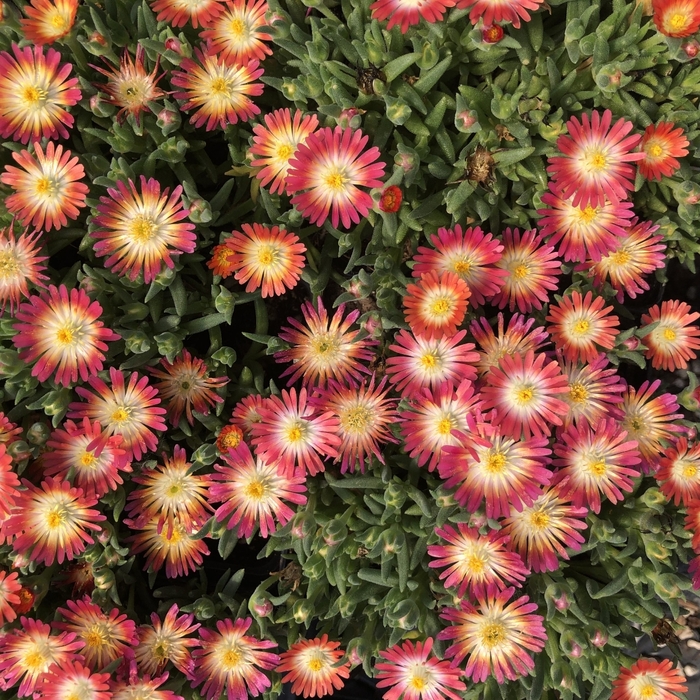 Jewel of Desert 'Ruby' - Delosperma (Ice Plant)