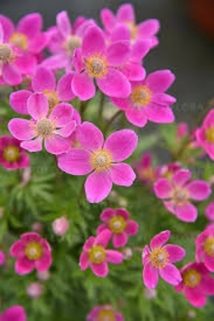 'Spring Beauty Pink' Windflower - Anemone sylvestris