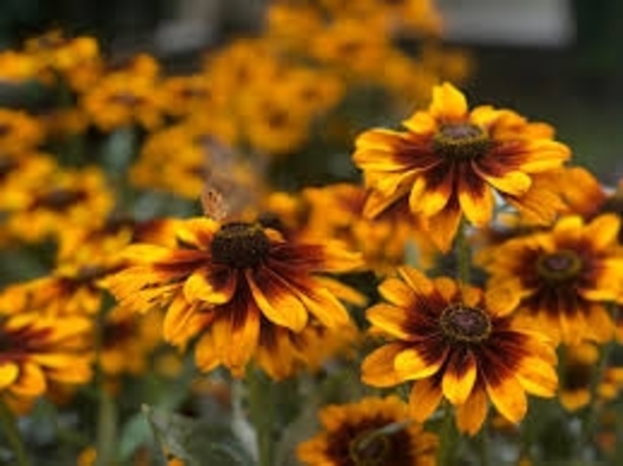 'Chocolate Orange' Gloriosa Daisy - Rudbeckia hirta