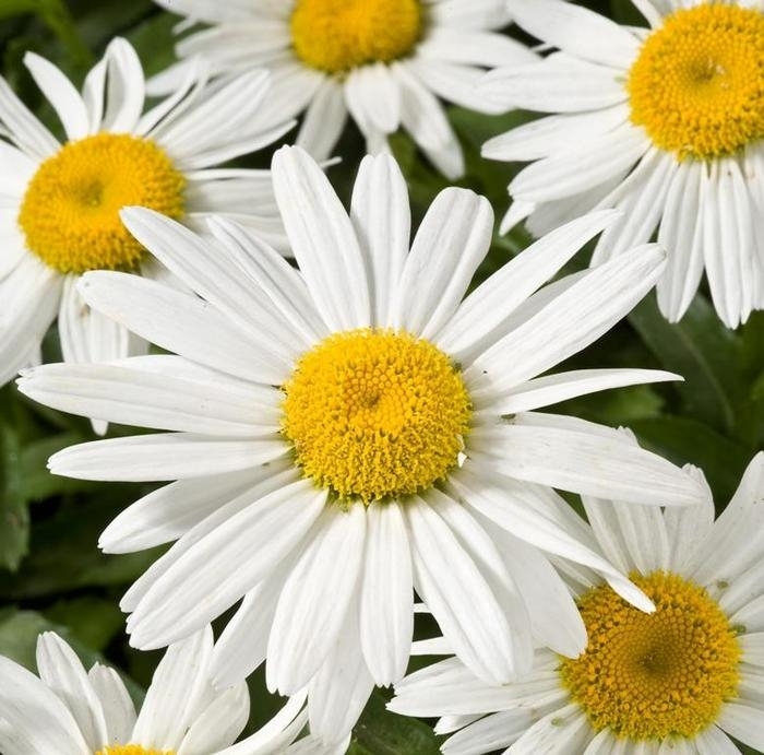 'White Mountain' Shasta Daisy - Leucanthemum x superbum