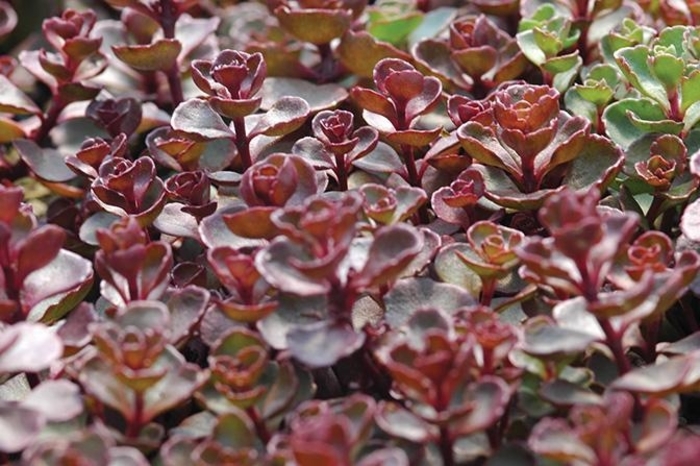 'Voodoo' Stonecrop - Sedum spurium